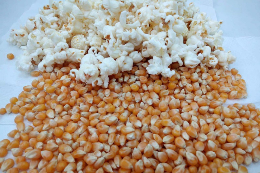 Brasil produz cerca de 300 mil toneladas de milho-pipoca e se consolida no mercado mundial