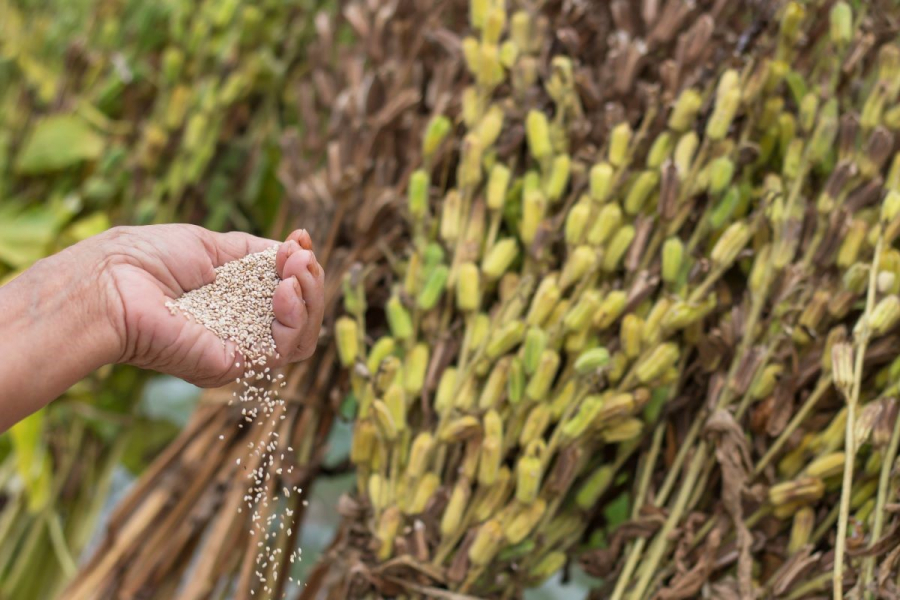 Brasil decola como fornecedor mundial de gergelim