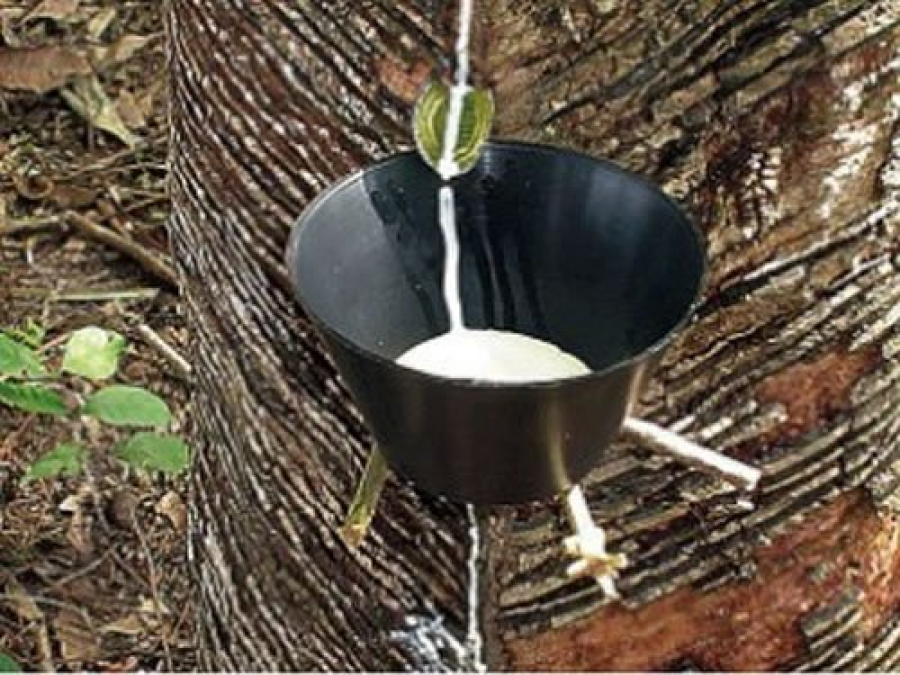 Preço de referência de importação da borracha natural sobe em janeiro e chega a R$ 13,91/kg