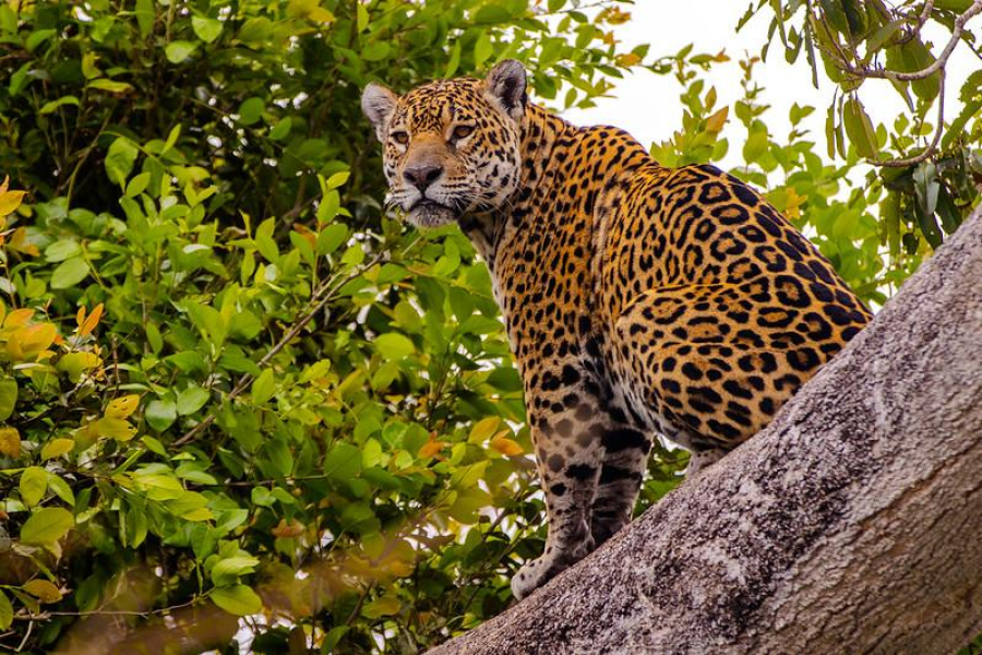 Sedec orienta municípios para atualização do Mapa do Turismo Brasileiro em Mato Grosso