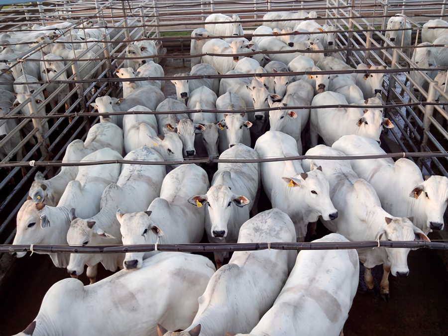 Mato Grosso registra maior crescimento do país no abate de bovinos no 1º trimestre de 2026