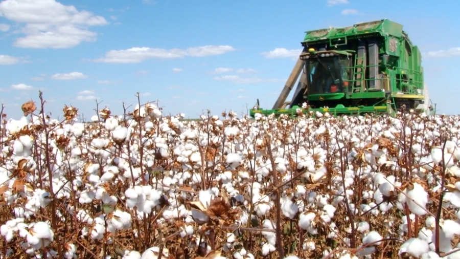 Preço do algodão em Mato Grosso cai impactado pela colheita
