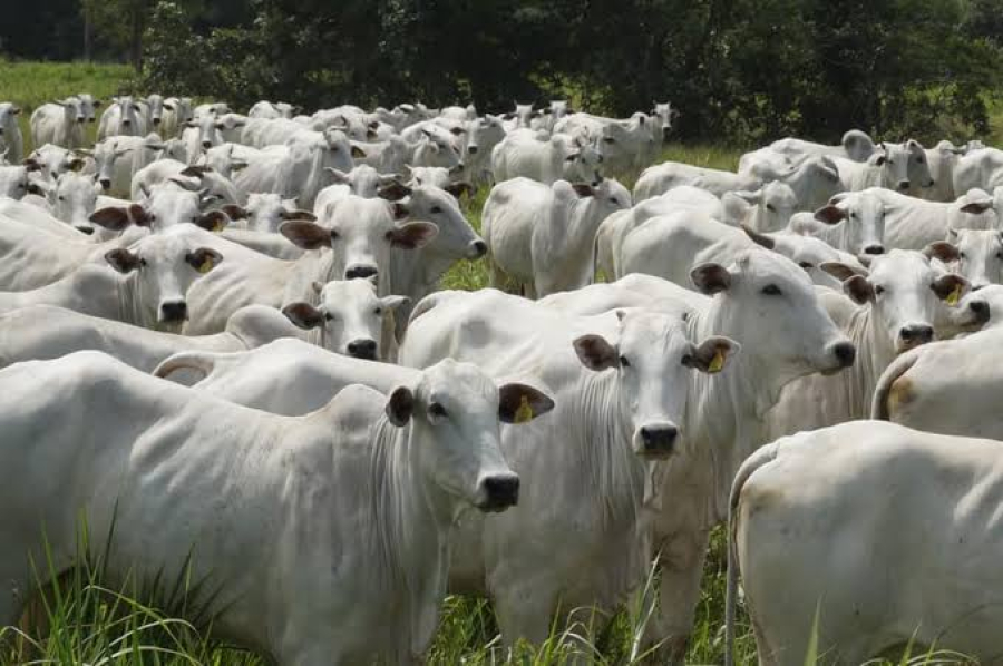 Famato alerta pecuaristas para o fim do prazo da 1ª etapa de vacinação contra a brucelose