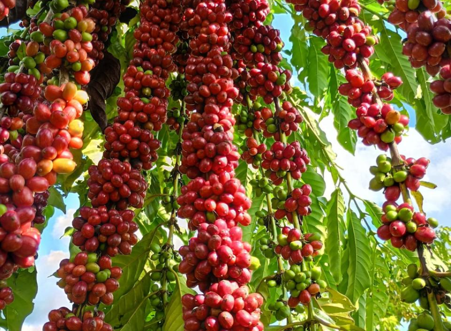 Com assistência técnica da Empaer, cafeicultura de Colniza alcança produtividade recorde