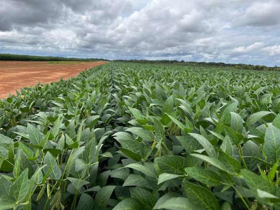 Calendário da soja em MT mantém vazio sanitário de junho a setembro para 2026