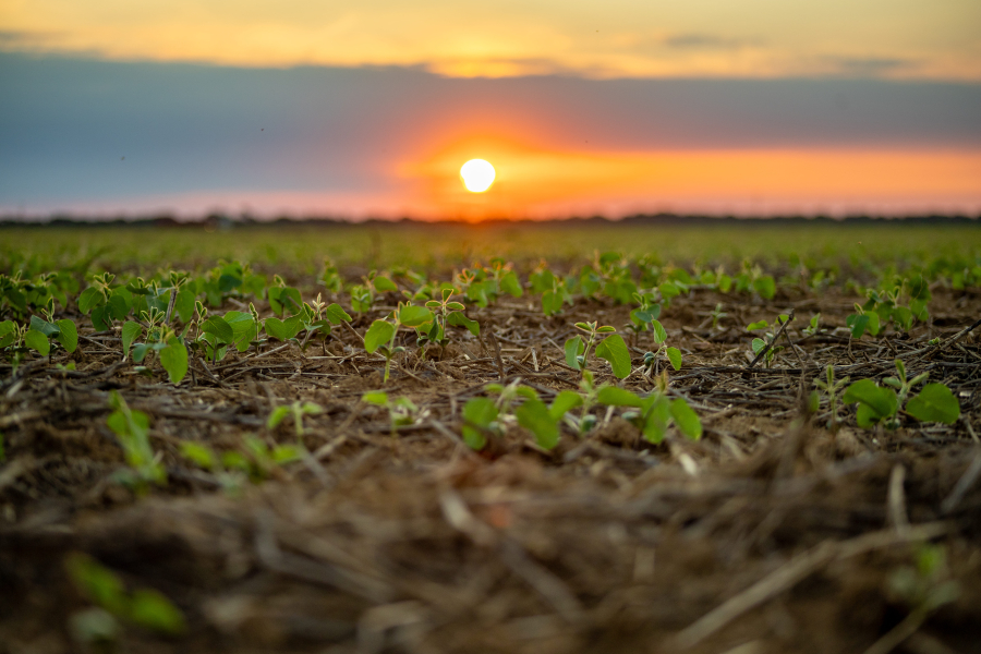 Possibilidade de “Super El Niño” acende alerta no campo e exige planejamento antecipado para safra 2026/27